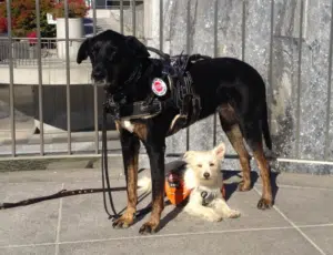 Are Service Animals Required to Wear a Vest, Patch, or Other Gear?