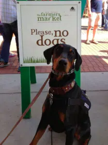 Proper service dog outlet attire