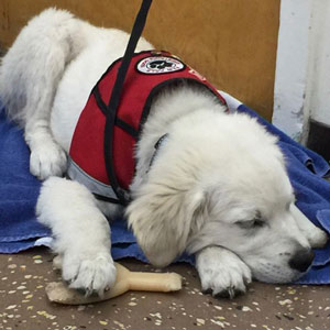 Camo with his red training cape