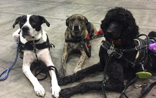 Breeds that make hot sale good service dogs