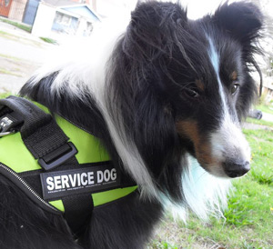 Shetland sheepdog hot sale service dog