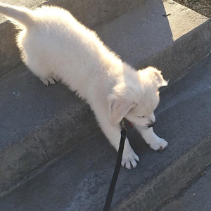 Cam’O spreads his legs forward and begins to slide down the first of two steps on his first trip down the outdoor concrete steps.